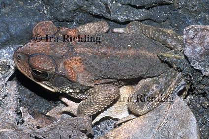 Bufo cf. luetkenii