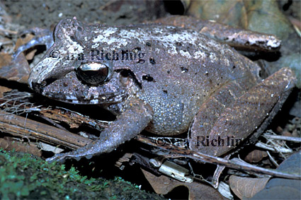 Eleutherodactylus cf. ranoides