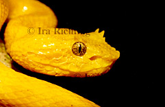 Viperidae - Vipers, Pitvipers