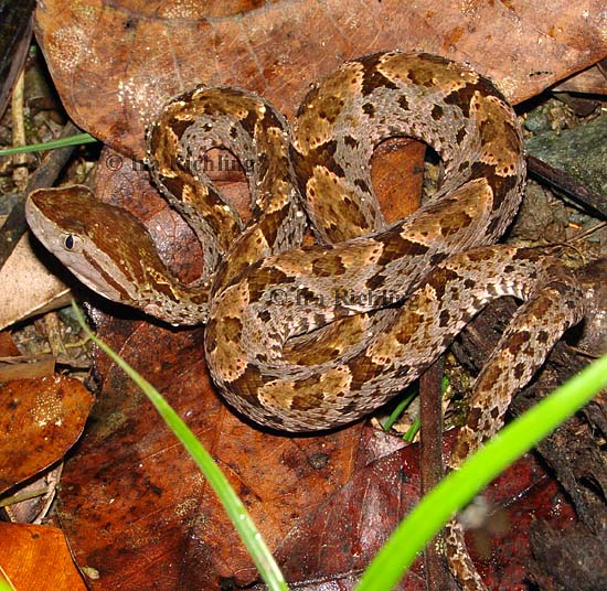 Bothrops asper