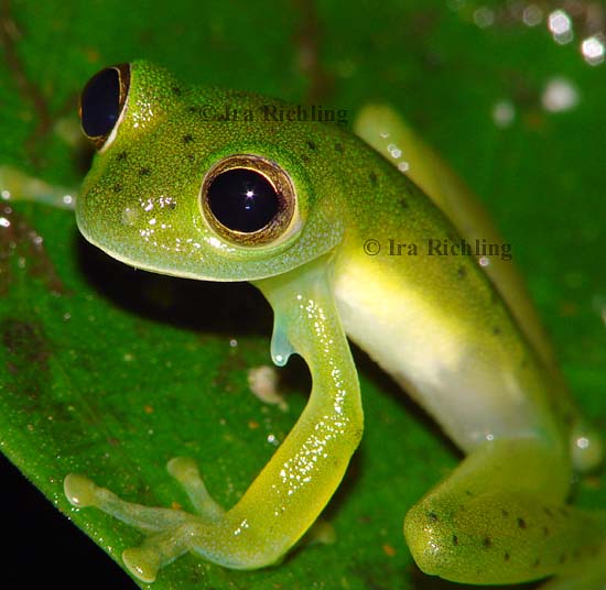 Centrolenella prosoblepon
