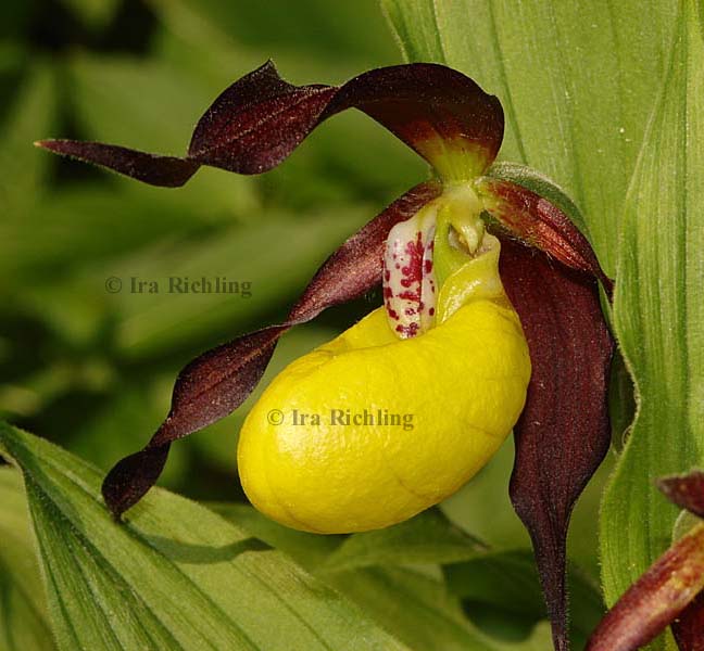 Cypripedium calceolus
