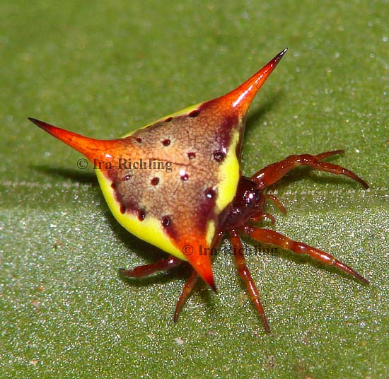 Gasteracantha spec.