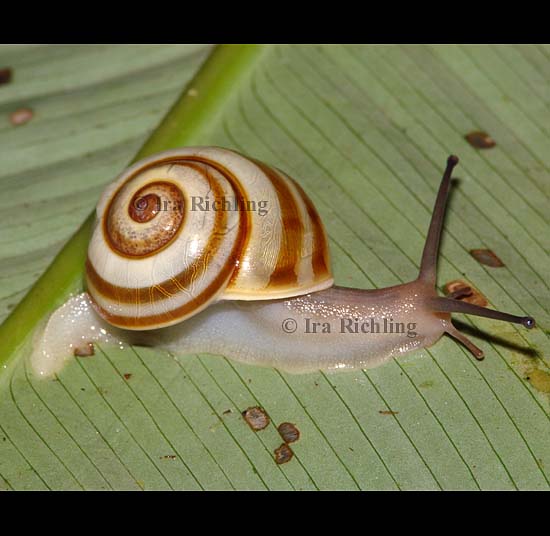 Leptarionta costaricensis