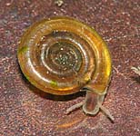 Anisus vorticulus