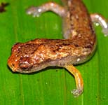 Bolitoglossa subpalmata