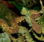 Bothriechis schlegelii