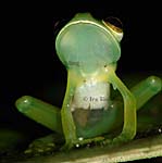 Centrolenella prosoblepon