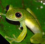 Centrolenella prosoblepon