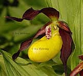 Cypripedium calceolus
