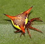 Gasteracantha