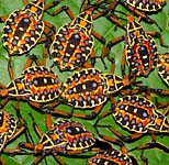 kHeteroptera_CR2008_DSC08504.jpg (14992 Byte)