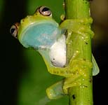 kHyla_CR2008_DSC07575.jpg (4499 Byte)