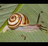 Leptarionta costaricensis