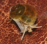 Valvata piscinalis