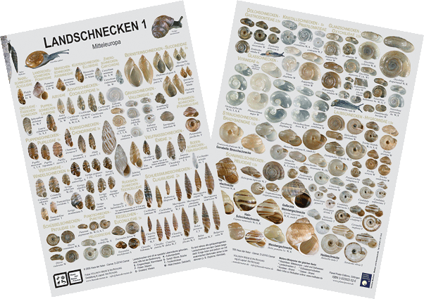 Landschnecken 1 - Miniposter