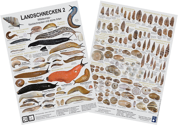 Landschnecken 2 - Miniposter