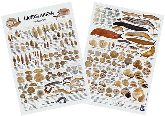 landslakken.gif (135896 Byte)