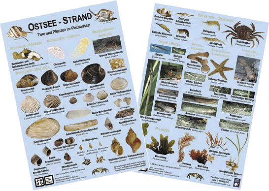 Ostsee - Strand - Miniposter