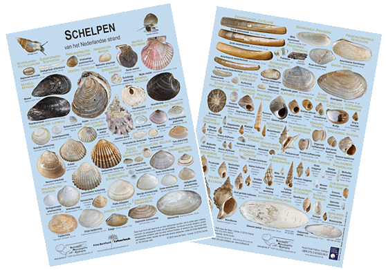 schelpen.gif (133058 Byte)