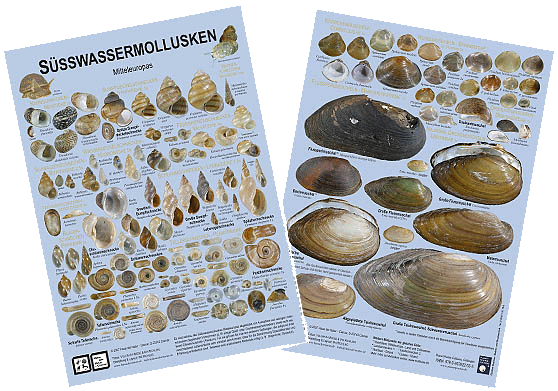 Ssswassermollusken Mitteleuropas - Miniposter