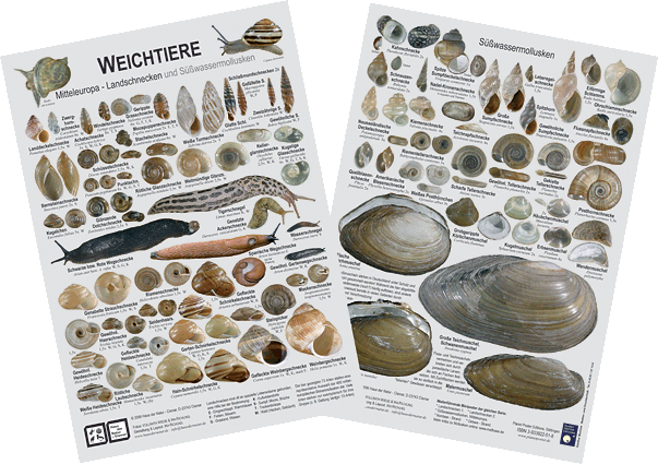 Weichtiere - Miniposter