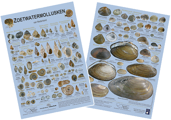 zoetwatermollusken.gif (136212 Byte)