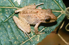 Eleutherodactylus fitzingeri/ crassidigitus