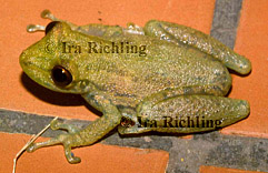 cf. Scinax boulengeri