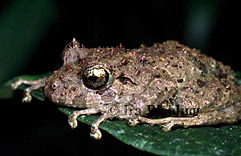 cf. Scinax boulengeri