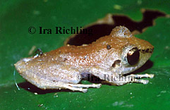 Eleutherodactylus ridens