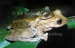 Smilisca cf. sordida