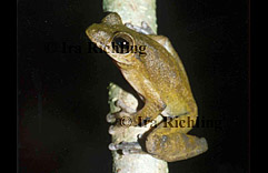 Smilisca cf. sordida