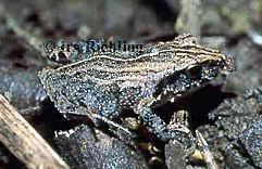 Eleutherodactylus bransfordii