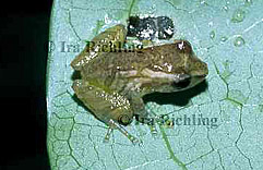 Eleutherodactylus cf. ridens