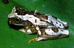 Hyla ebraccata