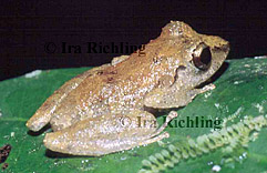 Eleutherodactylus ridens