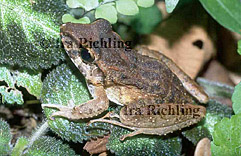 Eleutherodactylus cf. talamancae