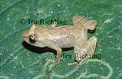 Eleutherodactylus diastema