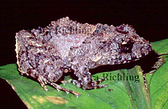 Eleutherodactylus cf. bransfordii