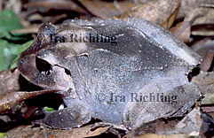 Eleutherodactylus megacephalus