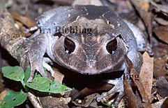 Eleutherodactylus megacephalus