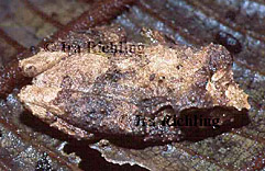 Eleutherodactylus ridens