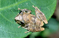 Eleutherodactylus ridens