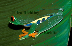 Agalychnis callidryas