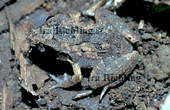 Eleutherodactylus bransfordii
