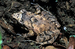 Eleutherodactylus bransfordii