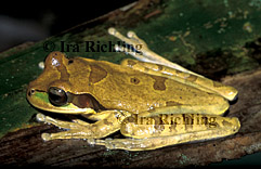 Smilisca phaeota