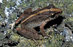 Eleutherodactylus fitzingeri