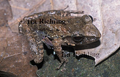 Eleutherodactylus cf. crassidigitus